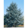 CEDRUS atlantica GLAUCA (Cèdre bleu de l'Atlas)