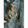 CEDRUS atlantica GLAUCA (Cèdre bleu de l'Atlas)