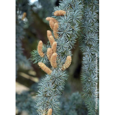 CEDRUS atlantica GLAUCA (Cèdre bleu de l'Atlas)