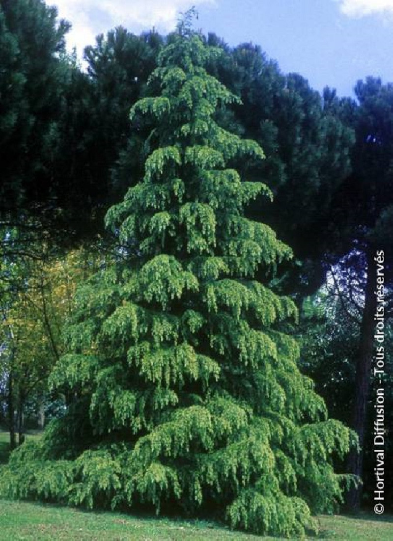 CEDRUS deodara (Cèdre de l'Himalaya) — free download