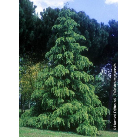 CEDRUS deodara (Cèdre de l'Himalaya)