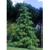 CEDRUS deodara (Cèdre de l'Himalaya)