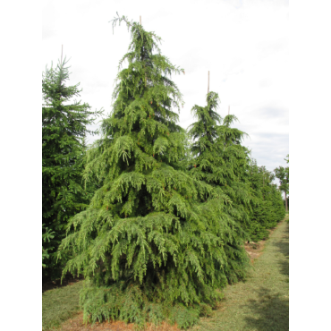 CEDRUS deodara (Cèdre de l'Himalaya)