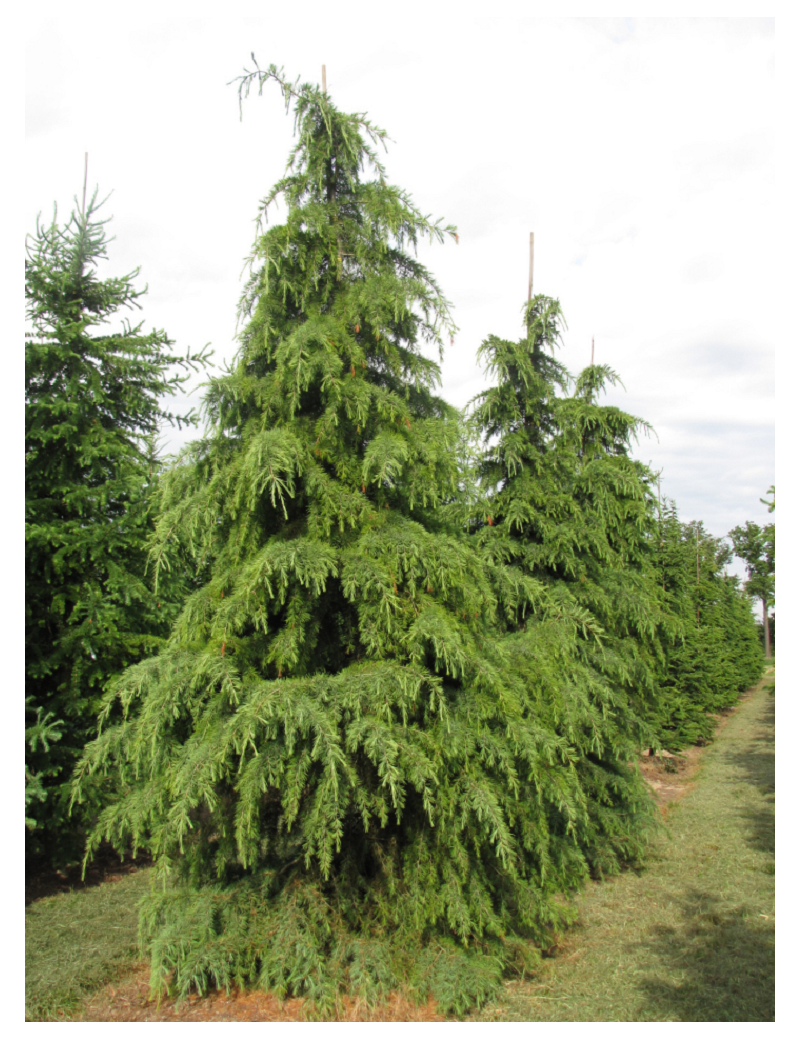 CEDRUS deodara (Cèdre de l'Himalaya)