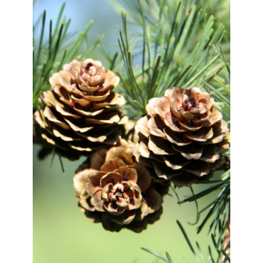 CEDRUS deodara (Cèdre de l'Himalaya)