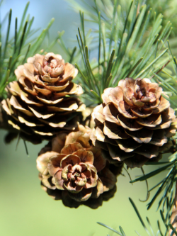 CEDRUS deodara