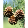 Topiaire (Plante taillée) - CEDRUS deodara (Cèdre de l'Himalaya)