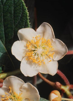 KIWI autofertile SOLO