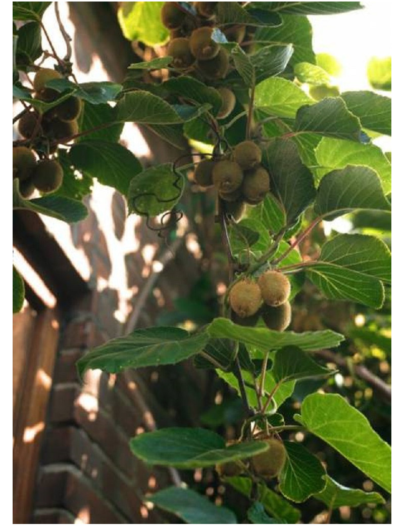 KIWI autofertile SOLO (ACTINIDIA chinensis)