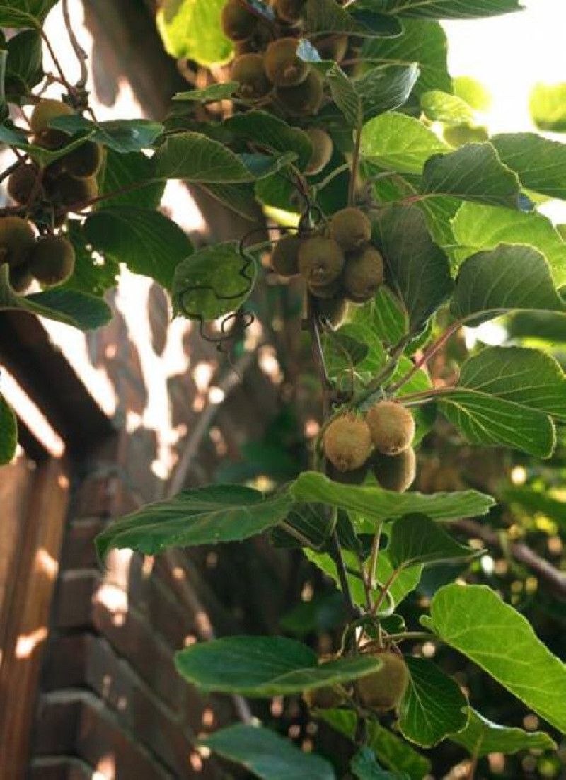 KIWI autofertile SOLO