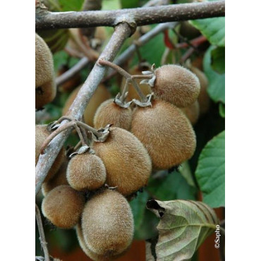 KIWI autofertile SOLOSSIMO® (ACTINIDIA chinensis)