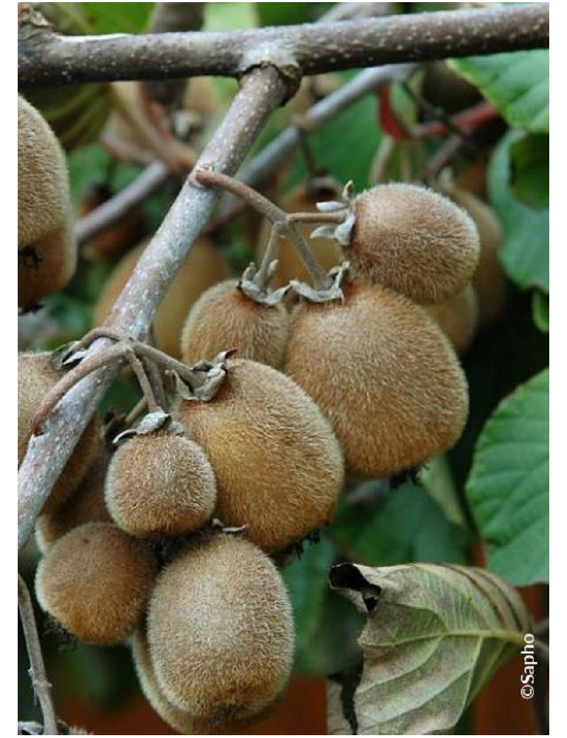 KIWI autofertile SOLOSSIMO® (ACTINIDIA chinensis)