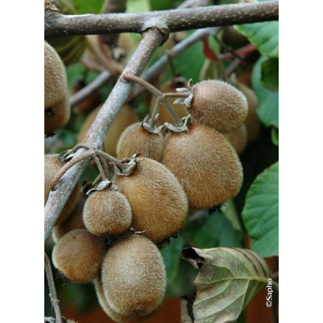 KIWI autofertile SOLOSSIMO® (ACTINIDIA chinensis)