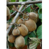 KIWI autofertile SOLOSSIMO® (ACTINIDIA chinensis)