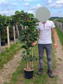 KIWI autofertile SOLOSSIMO En pot de 10-12 litres