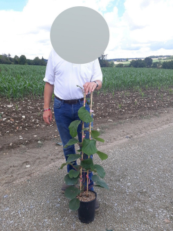 KIWI femelle HAYWARD En pot de 4-5 litres