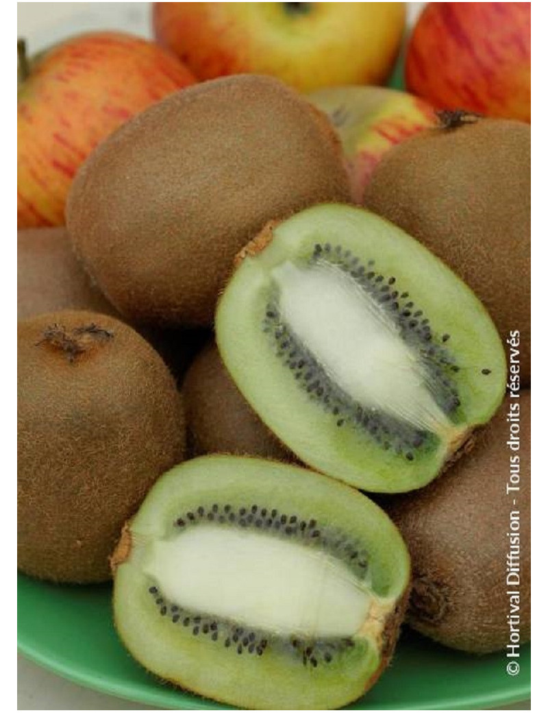 KIWI femelle HAYWARD (ACTINIDIA chinensis)