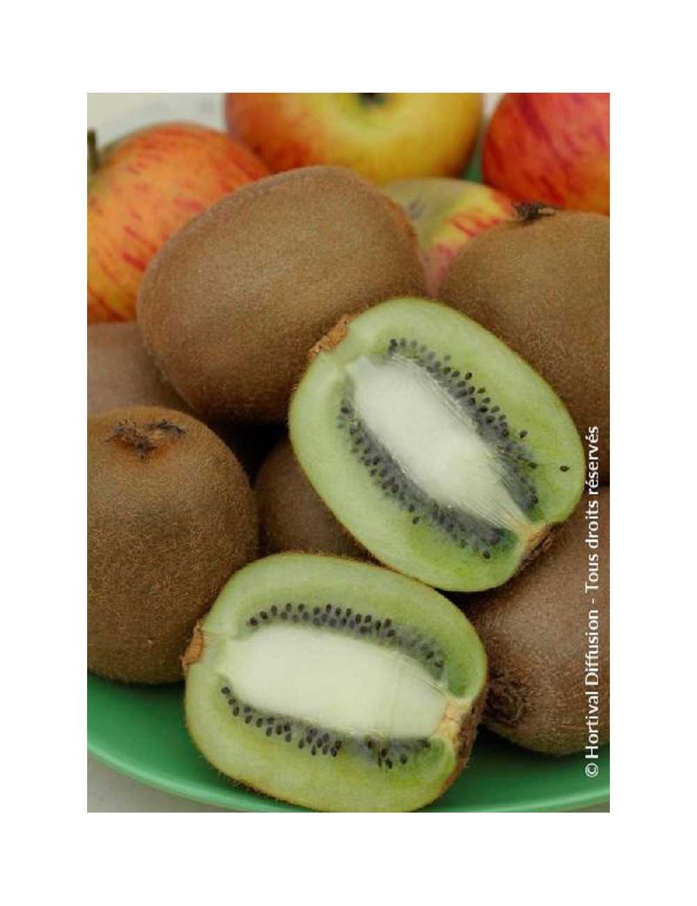 KIWI femelle HAYWARD