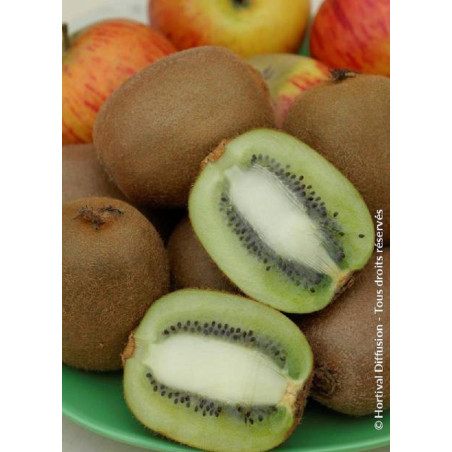 KIWI femelle HAYWARD (ACTINIDIA chinensis)