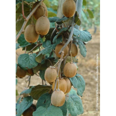 KIWI femelle HAYWARD (ACTINIDIA chinensis)