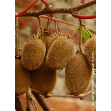 KIWI femelle HAYWARD (ACTINIDIA chinensis)