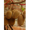 KIWI femelle HAYWARD (ACTINIDIA chinensis)