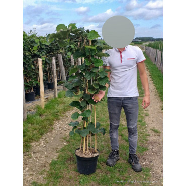 KIWI mâle TOMURI (ACTINIDIA Deliciosa) En pot de 10-12 litres