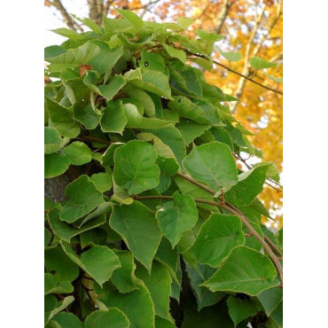 KIWI mâle TOMURI (ACTINIDIA Deliciosa)