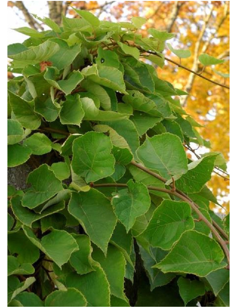 KIWI mâle TOMURI (ACTINIDIA Deliciosa)