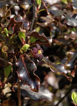 PITTOSPORUM tenuifolium TOM THUMB