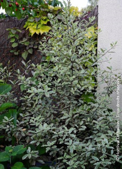 PITTOSPORUM tenuifolium ELIZABETH