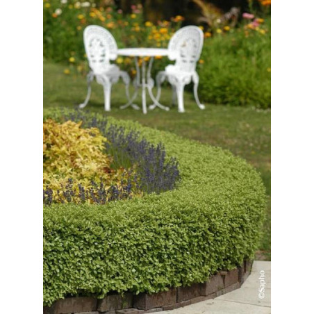 PITTOSPORUM tenuifolium GOLF BALL (Pittospore à petites feuilles)