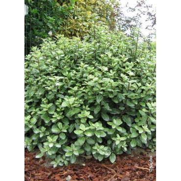 PITTOSPORUM tenuifolium GOLF BALL (Pittospore à petites feuilles)