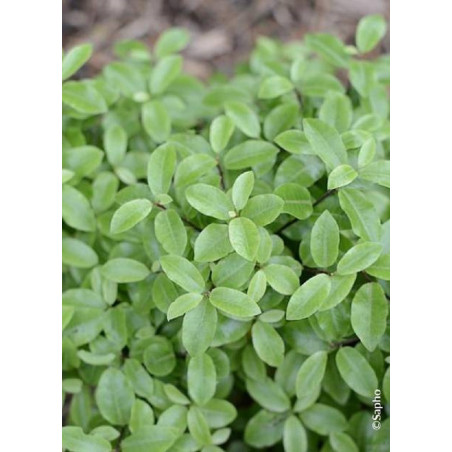 PITTOSPORUM tenuifolium GOLF BALL (Pittospore à petites feuilles)