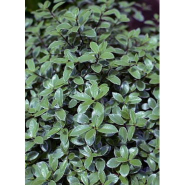 PITTOSPORUM tenuifolium SILVER BALL cov (Pittospore à petites feuilles)