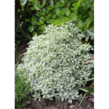 PITTOSPORUM tenuifolium SILVER BALL cov (Pittospore à petites feuilles)