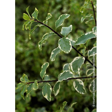 PITTOSPORUM tenuifolium VARIEGATUM (Pittospore à petites feuilles)