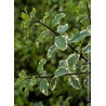 PITTOSPORUM tenuifolium VARIEGATUM (Pittospore à petites feuilles)