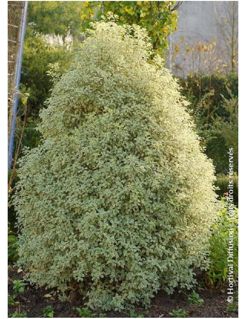 PITTOSPORUM tenuifolium VARIEGATUM (Pittospore à petites feuilles)