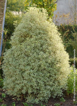PITTOSPORUM tenuifolium VARIEGATUM