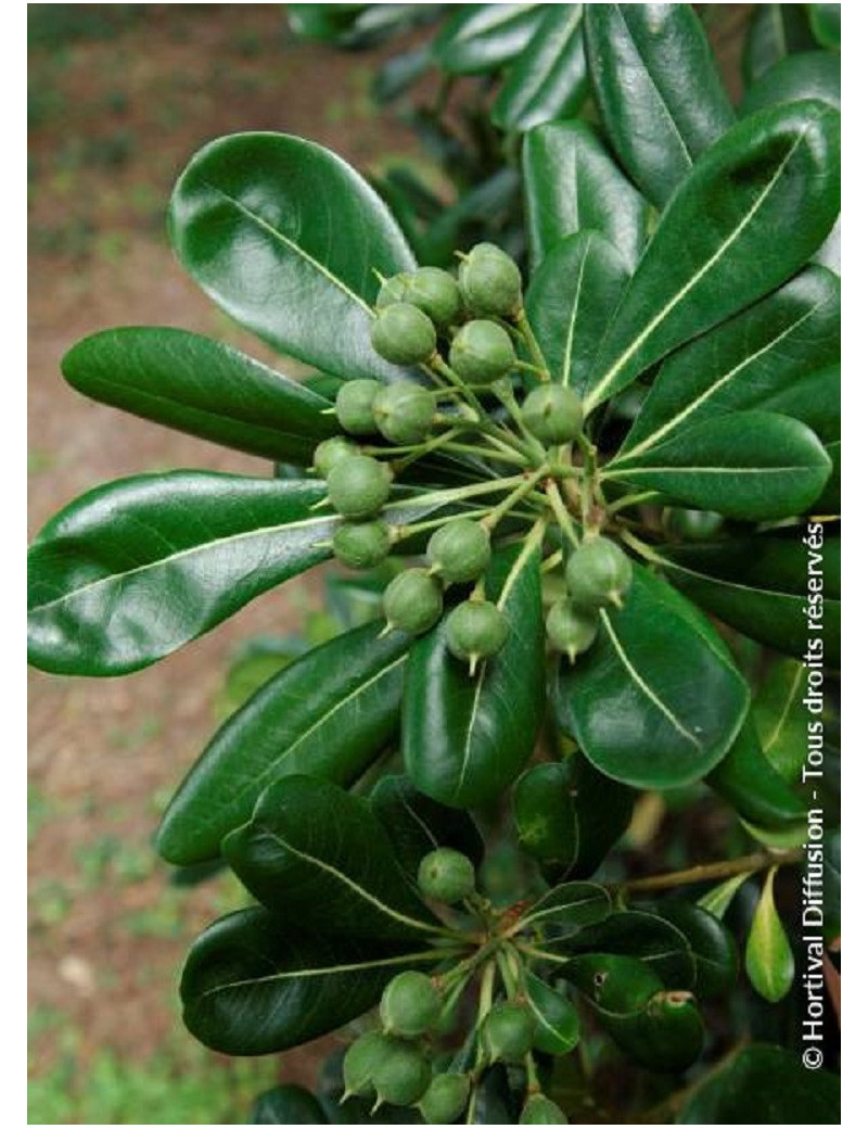 PITTOSPORUM tobira (Pittospore du Japon)