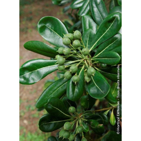 PITTOSPORUM tobira (Pittospore du Japon)