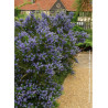 CEANOTHUS VICTORIA (Céanothe)