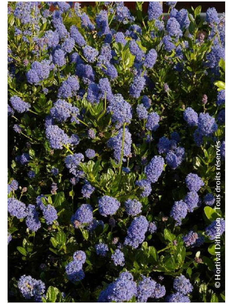 CEANOTHUS VICTORIA (Céanothe)