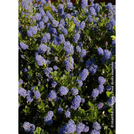 CEANOTHUS VICTORIA (Céanothe)