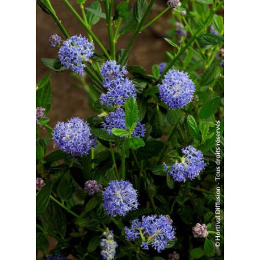 CEANOTHUS VICTORIA (Céanothe)