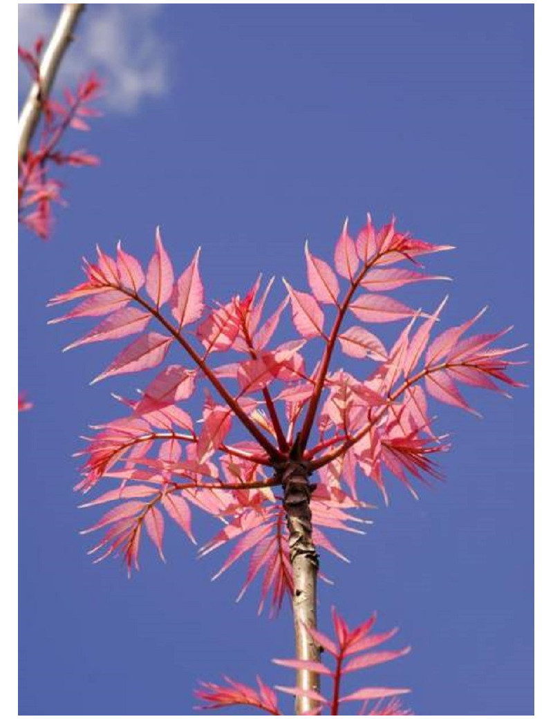 CEDRELA sinensis FLAMINGO (Cédréle, Acajou de Chine Flamingo, Toona)