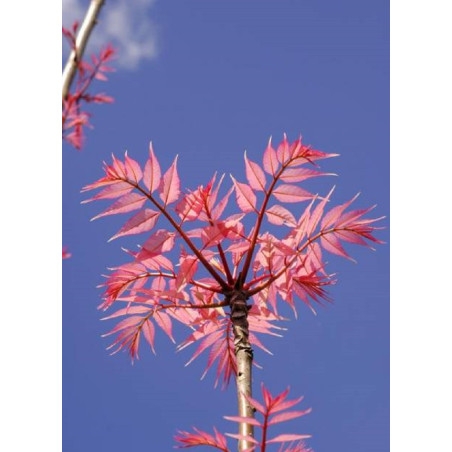 CEDRELA sinensis FLAMINGO (Cédréle, Acajou de Chine Flamingo, Toona)