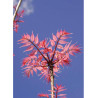 CEDRELA sinensis FLAMINGO (Cédréle, Acajou de Chine Flamingo, Toona)