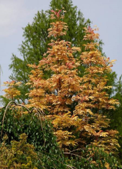 CEDRELA sinensis FLAMINGO